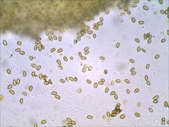 Phaeomarasmius proximans