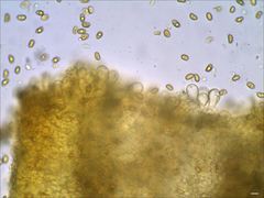 Phaeomarasmius proximans