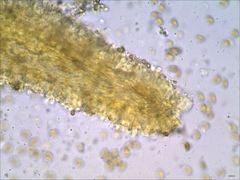 Phaeomarasmius proximans