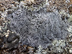 Rinodina atrocinerea