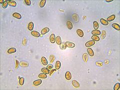 Phaeomarasmius proximans