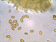 Phaeomarasmius proximans