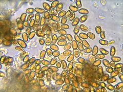 Phaeomarasmius proximans