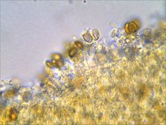 Phaeomarasmius proximans