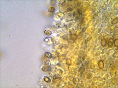 Phaeomarasmius proximans