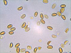 Phaeomarasmius proximans