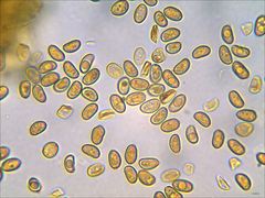 Phaeomarasmius proximans