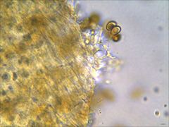 Phaeomarasmius proximans