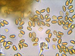 Phaeomarasmius proximans