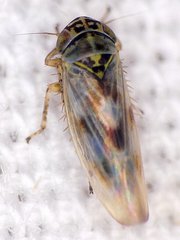 Macrosteles slossoni