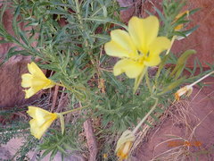 Oenothera longissima