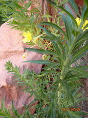 Oenothera longissima