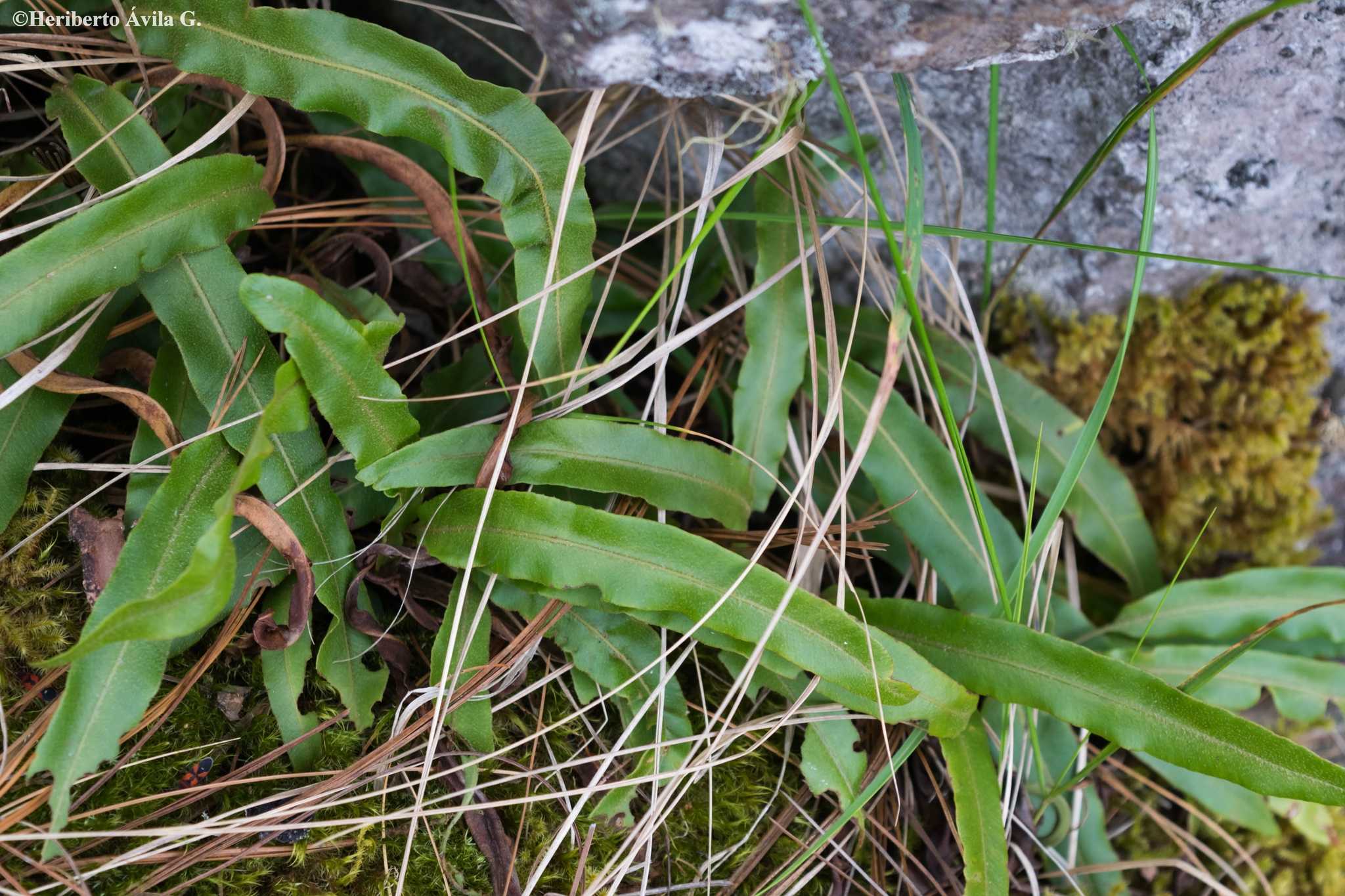 Elaphoglossum petiolatum