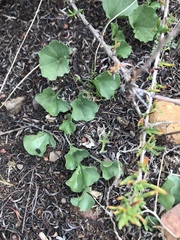 Dichondra occidentalis