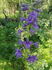 Delphinium barbeyi