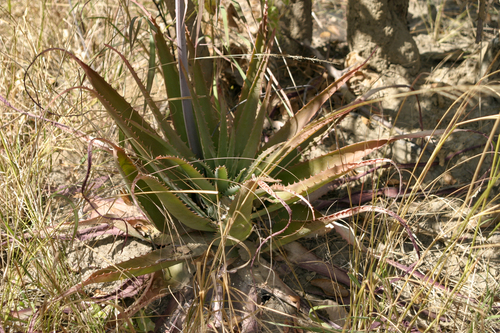 Aloe christianii