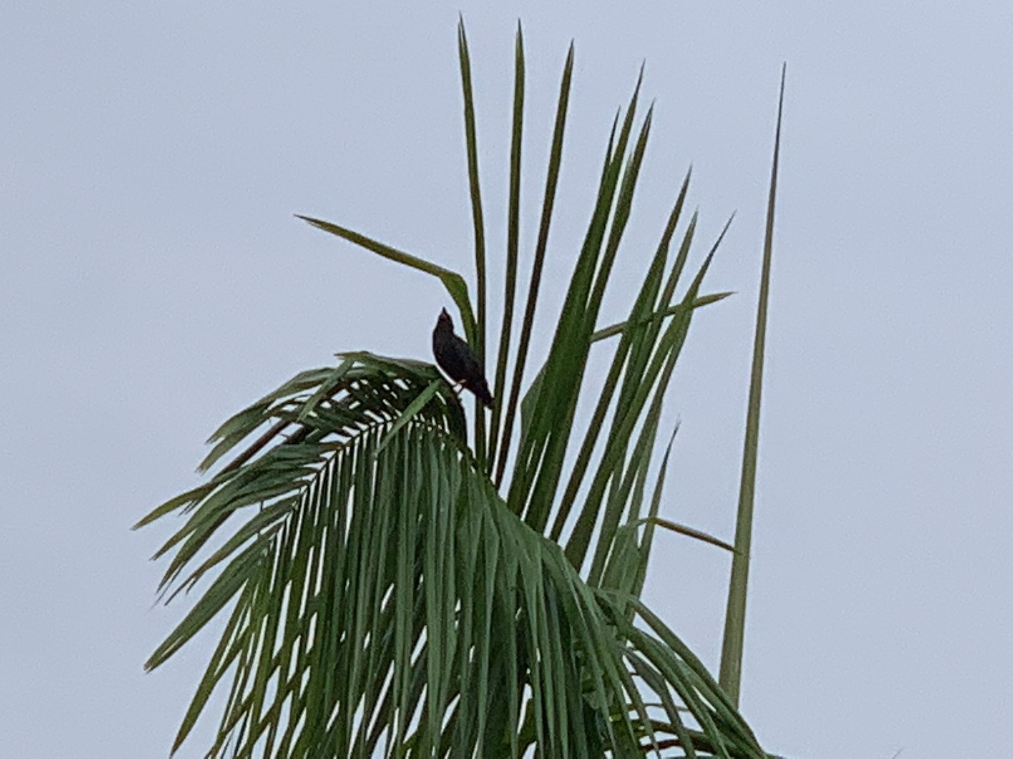 Crested Myna
