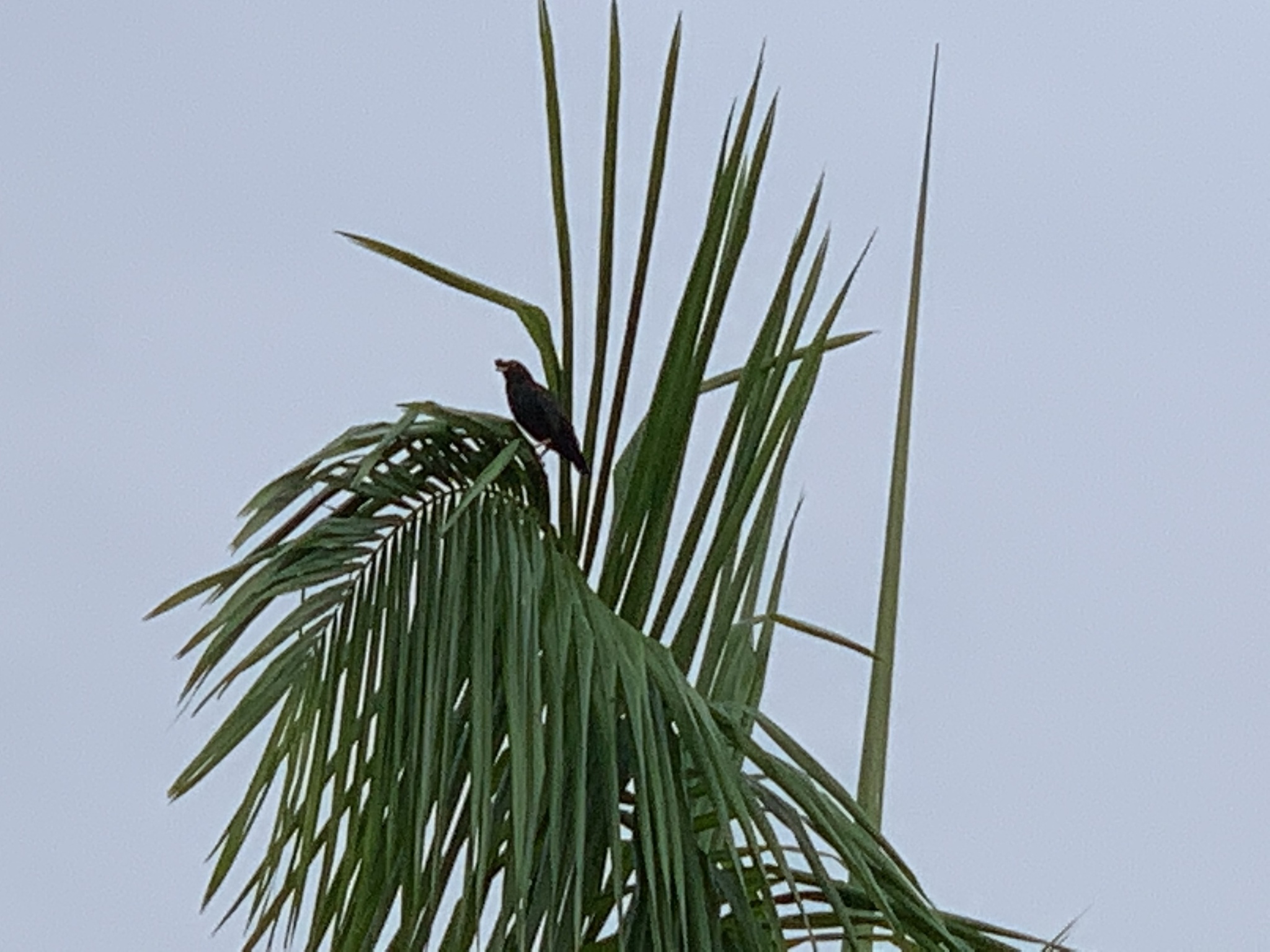 Crested Myna