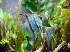 Angelfish photo 5