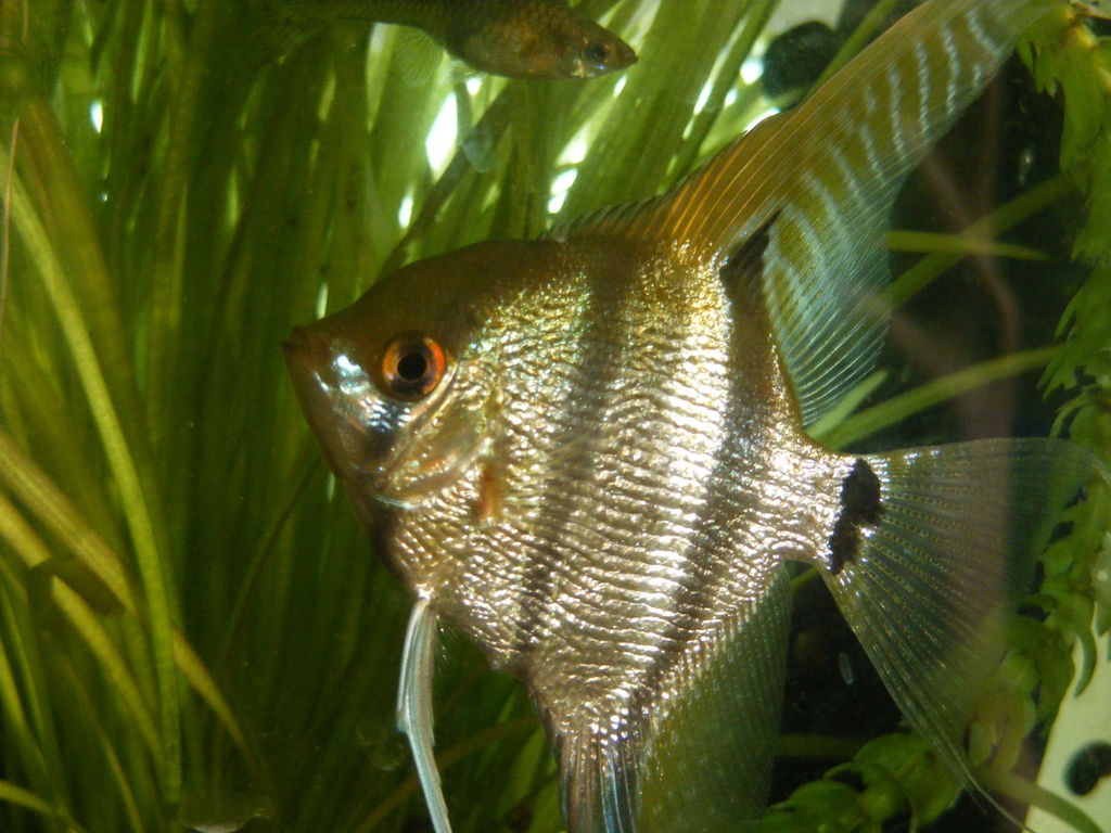 Scalaire (Pterophyllum scalare)