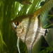 Freshwater Angelfish - Photo (c) 
Szabi237, some rights reserved (CC BY)