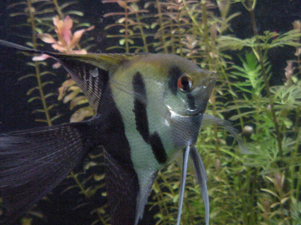 Scalaire (Pterophyllum scalare)