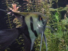 Angelfish photo 4