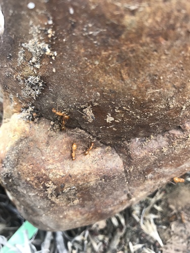 Camponotus fragilis photo 4