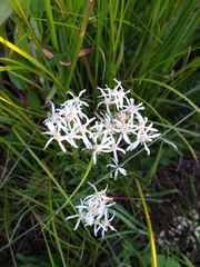 Sericocarpus linifolius