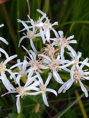 Sericocarpus linifolius