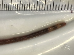 Aporrectodea longa