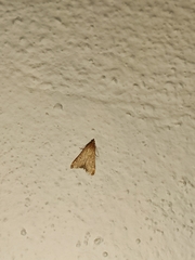 Bostra obsoletalis