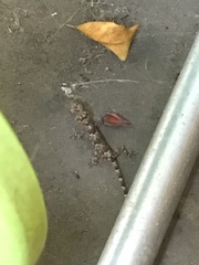 Hemidactylus mabouia