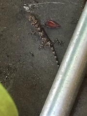 Hemidactylus mabouia