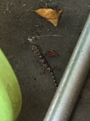 Hemidactylus mabouia