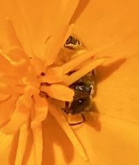 Lasioglossum pavonotus