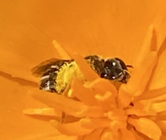 Lasioglossum pavonotus