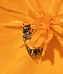 Lasioglossum pavonotus