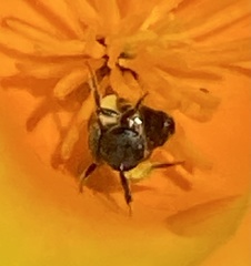 Lasioglossum pavonotus