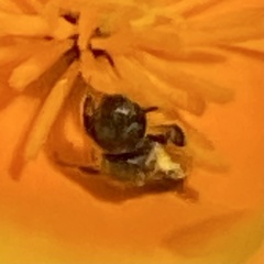 Lasioglossum pavonotus