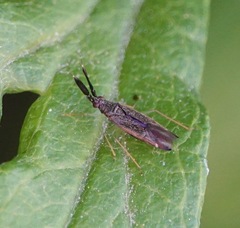 Heterotoma