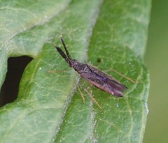Heterotoma