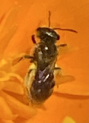 Lasioglossum pavonotus