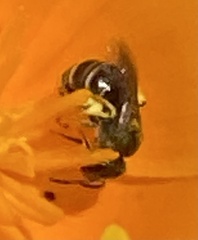 Lasioglossum pavonotus