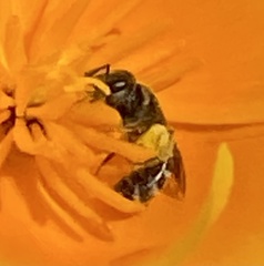 Lasioglossum pavonotus