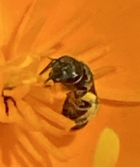 Lasioglossum pavonotus