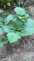 Physalis grisea