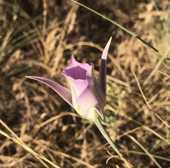 Calochortus macrocarpus macrocarpus