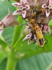 Chauliognathus discus