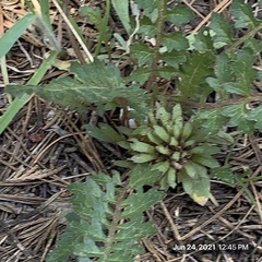 Pedicularis semibarbata